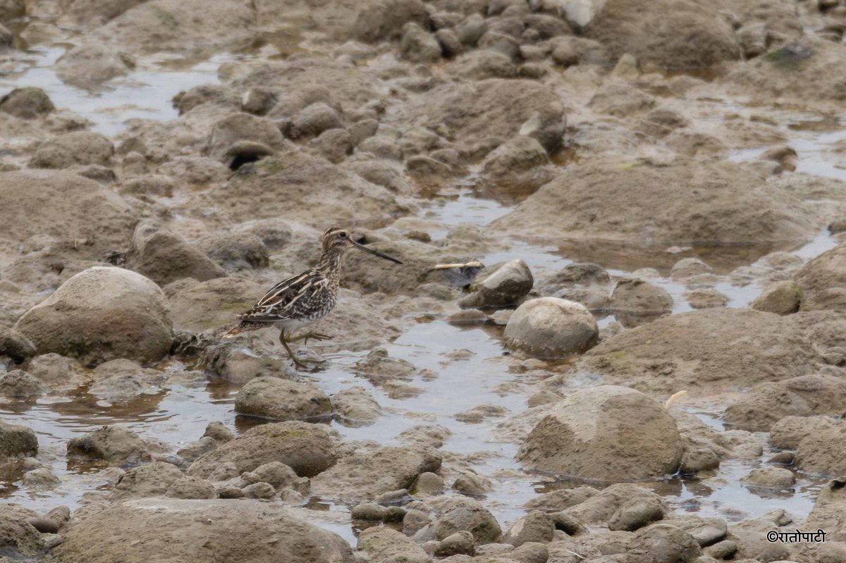 Wild Life_Chitwan_-1167