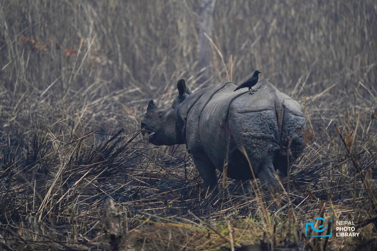 Wildlife Chitwan-Nepal Photo Library-SKANDA GAUTAM2