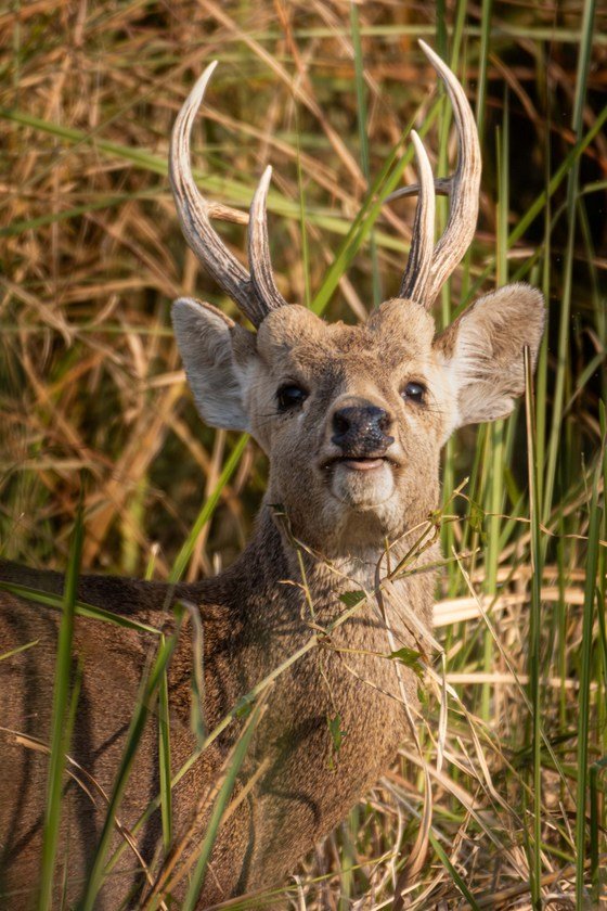 Wildlife_NPL_BS_0031