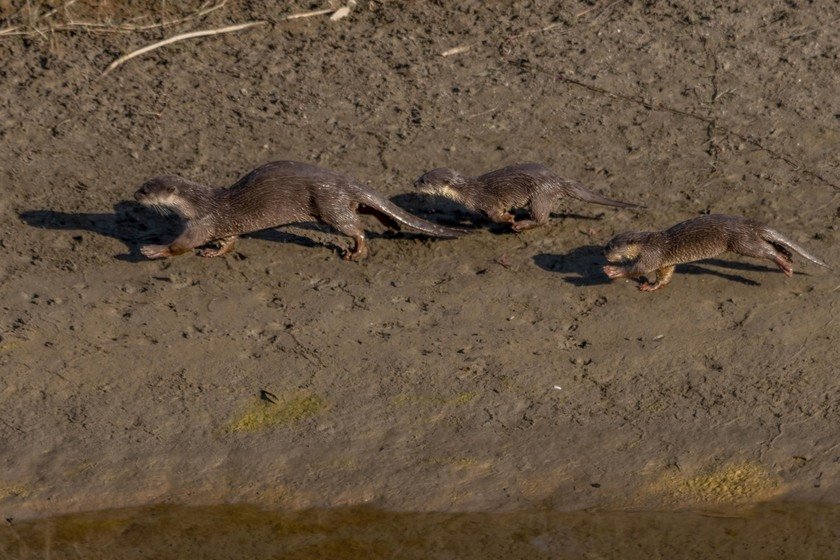 Wildlife_NPL_BS_0033