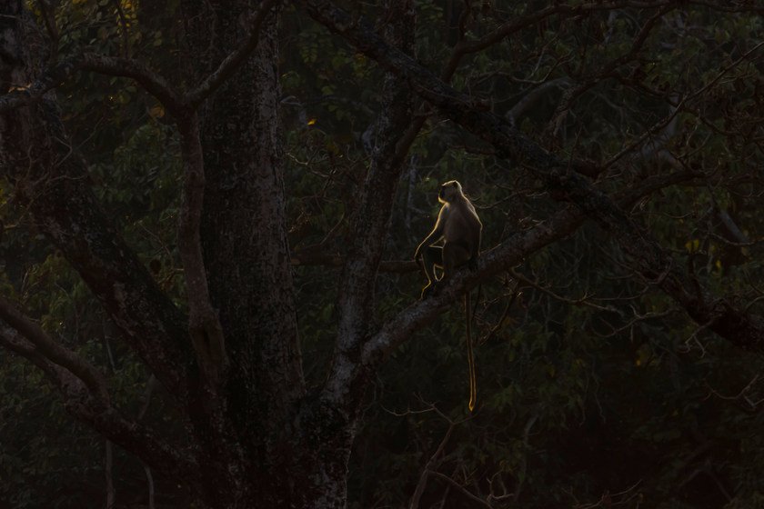 Wildlife_NPL_BS_0044