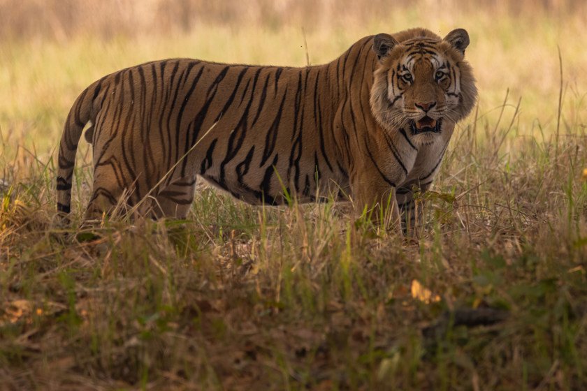 Wildlife_NPL_BS_0101