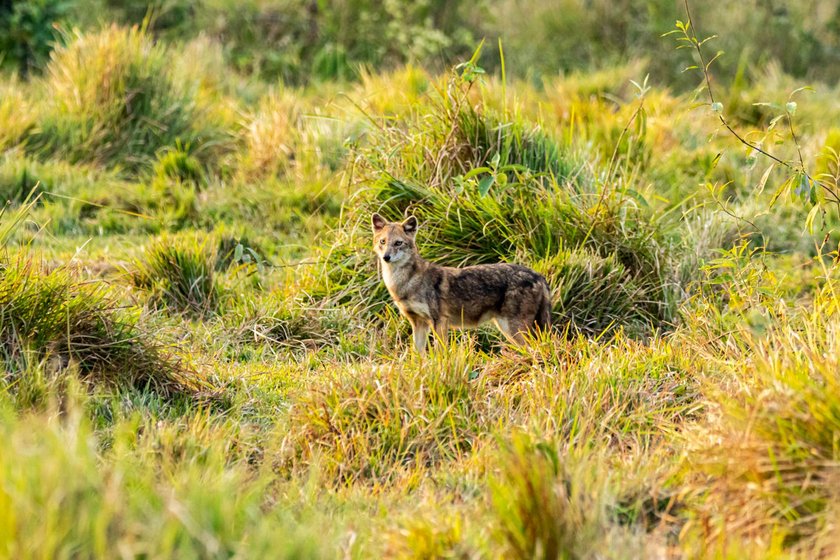 Wildlife_NPL_BS_0124