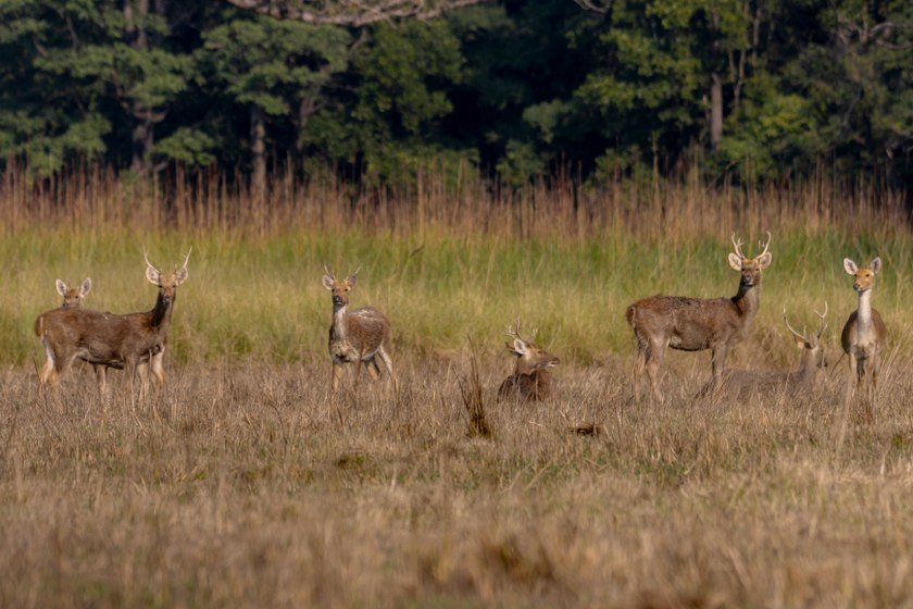Wildlife_NPL_BS_1200