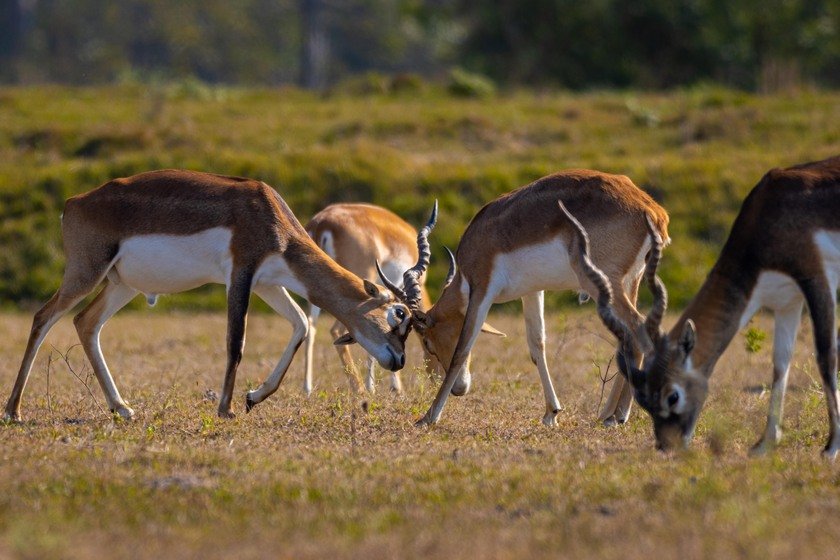 Wildlife_NPL_BS_1211