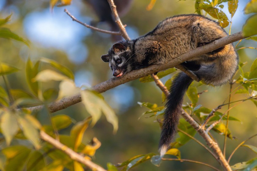 Wildlife_NPL_BS_1212