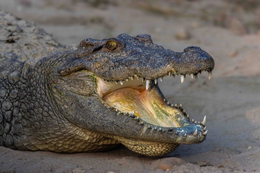 Wildlife_NPL_BS_1213