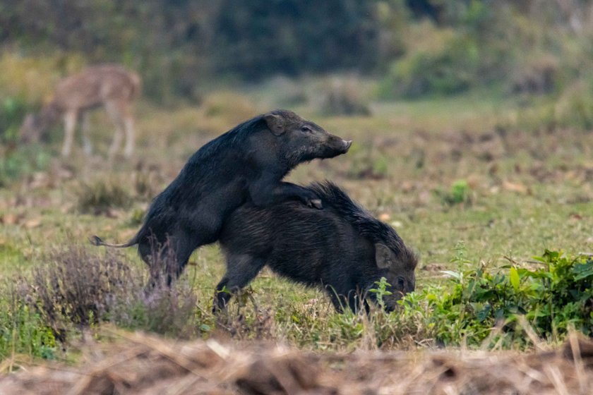Wildlife_NPL_BS_1214