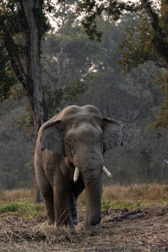 Wildlife_NPL_BS_1216