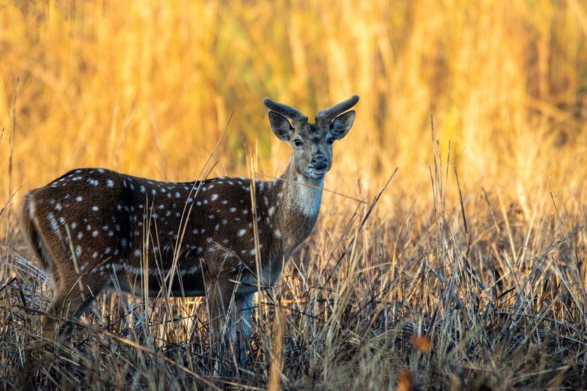 Wildlife_NPL_BS_1444