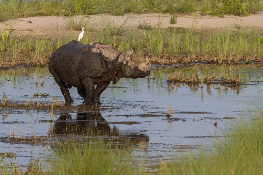 Wildlife_NPL_BS_2222