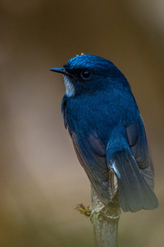 Wildlife_NPL_BS_4312