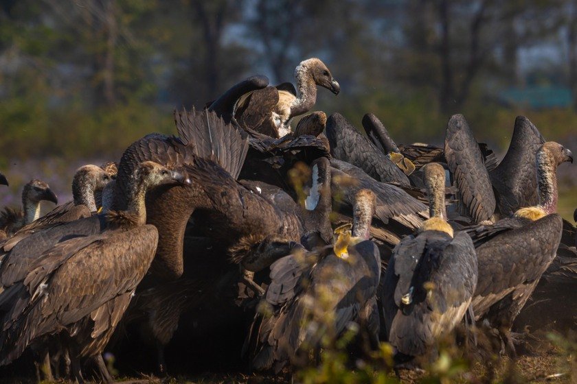 Wildlife_NPL_BS_8881