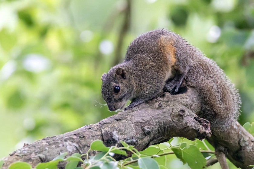 Wildlife_NPL_BS_9121