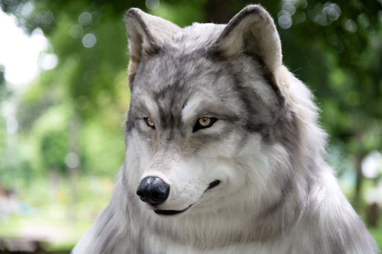wolf-costume