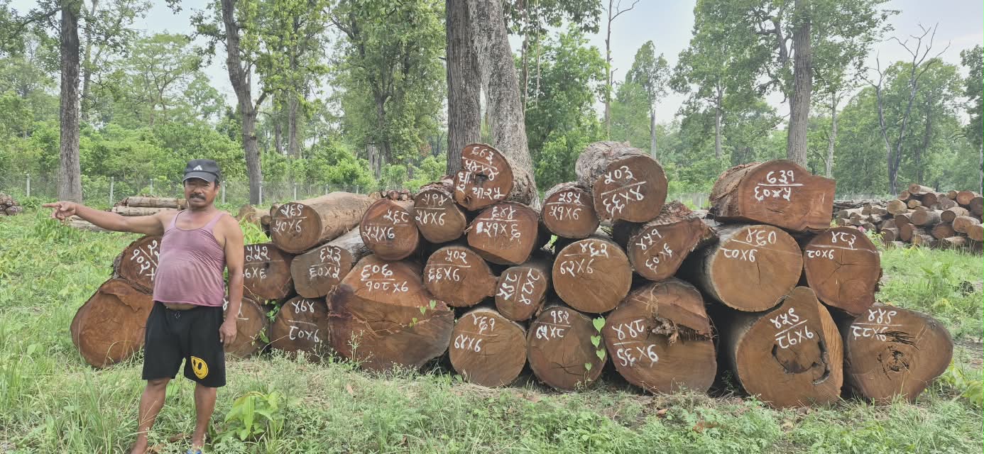 wood (4)