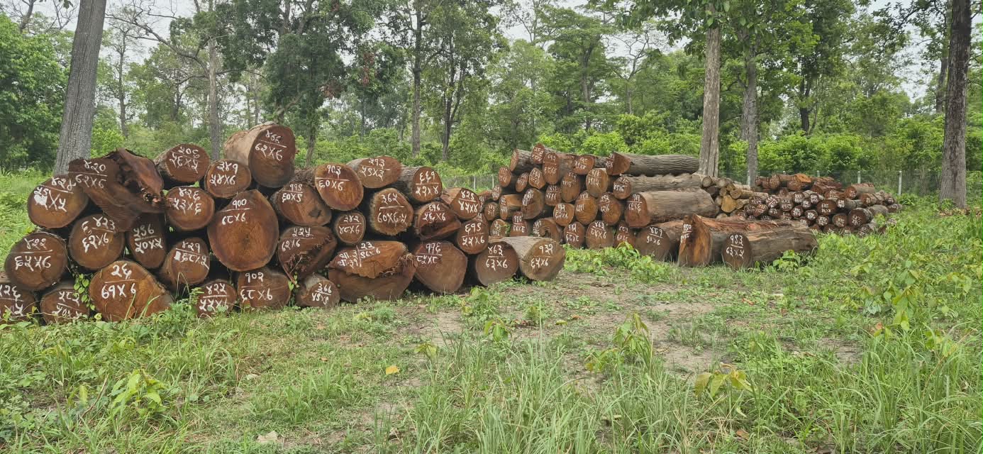 wood (5)