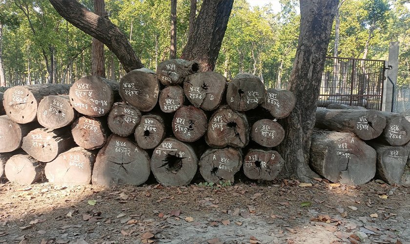 wood