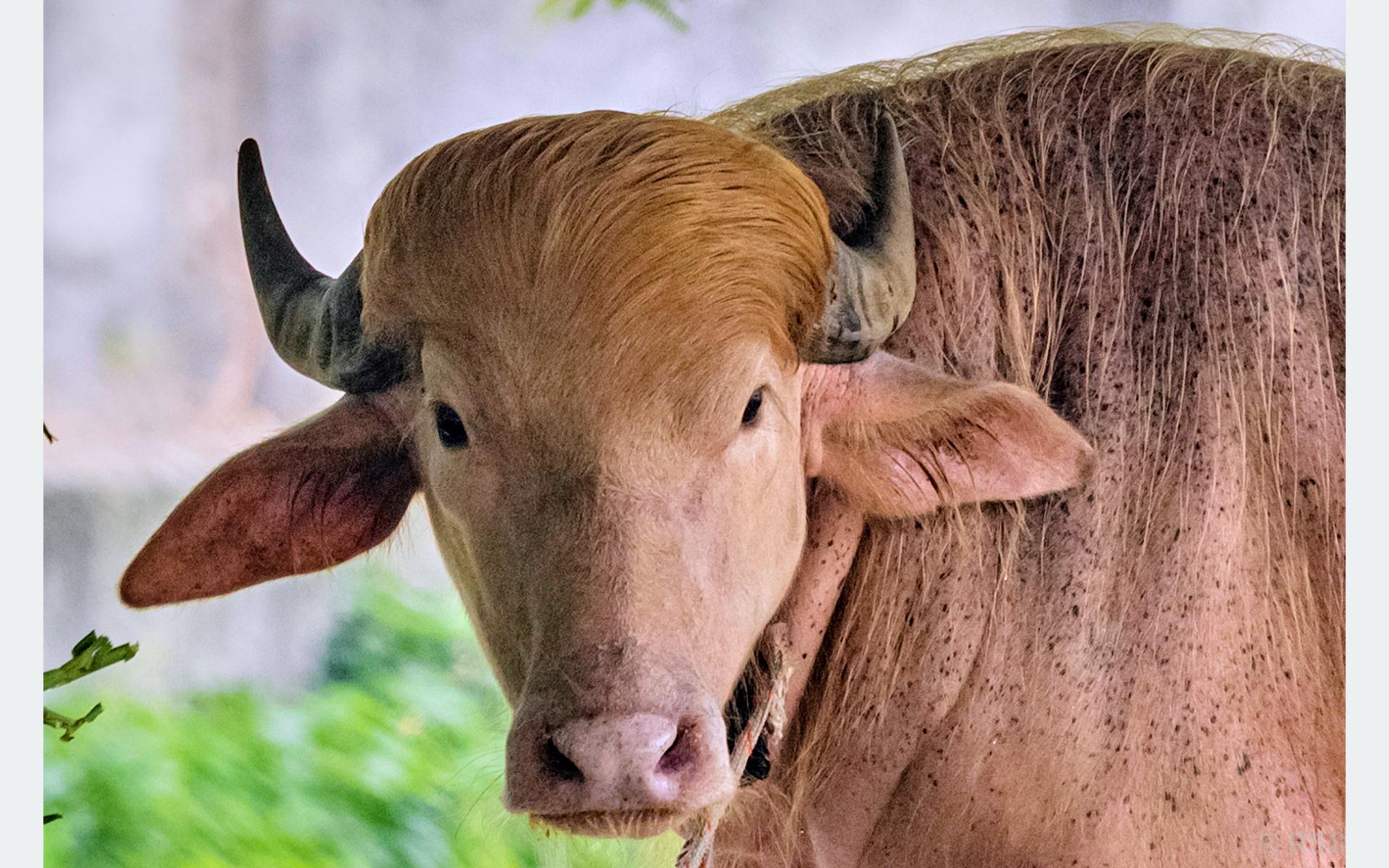 Rare Albino Buffalo Resembling Donald Trump Becomes Major Attraction at National Zoo