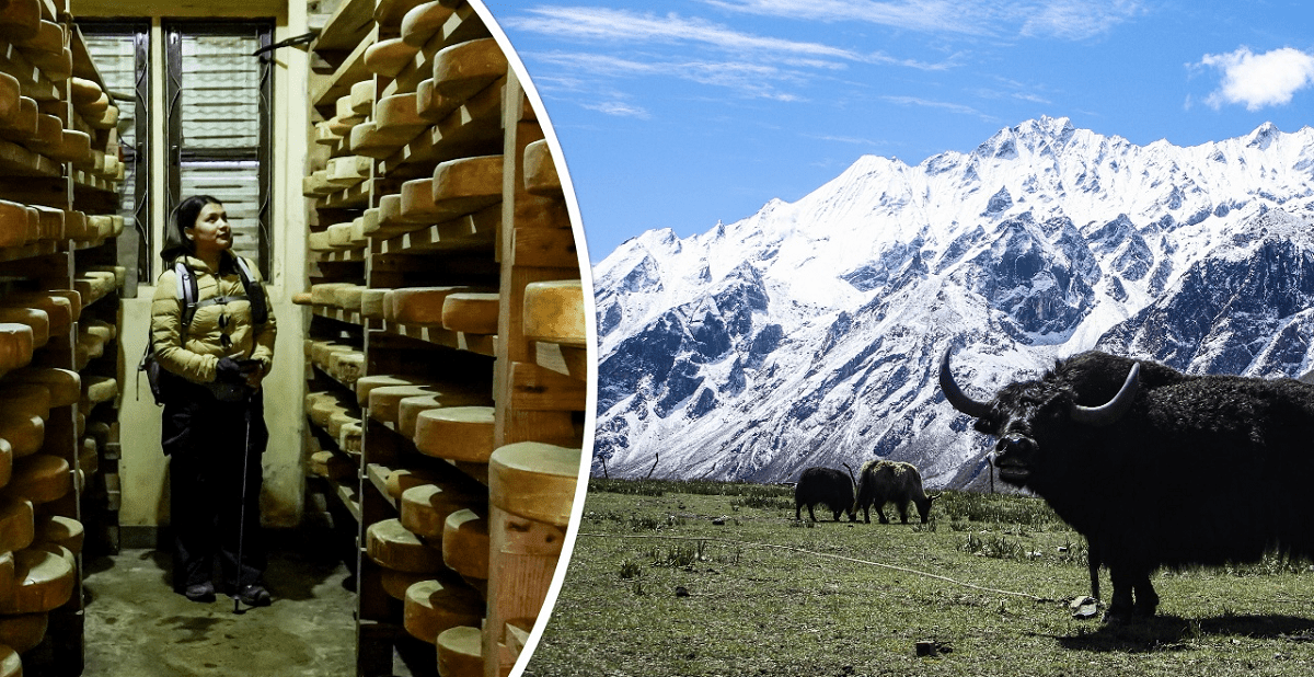 Yak Cheese Factory Faces Production Challenges