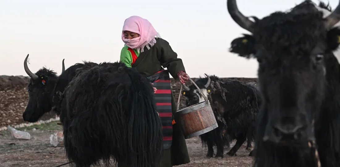 yak