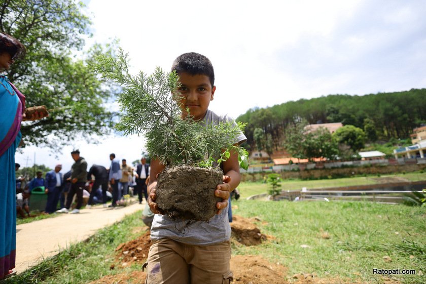 yuba-sang-tree-plant (14)