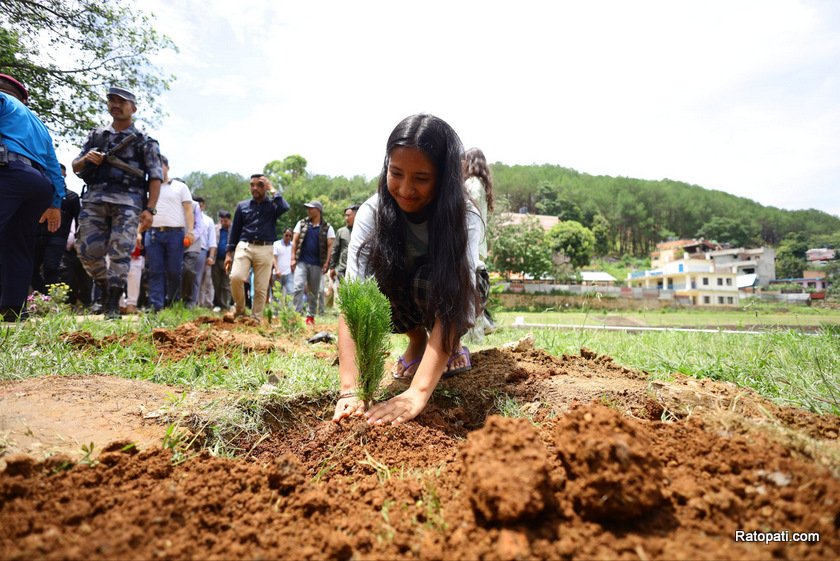 yuba-sang-tree-plant (16)