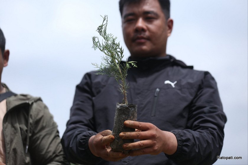 yuba-sang-tree-plant (17)