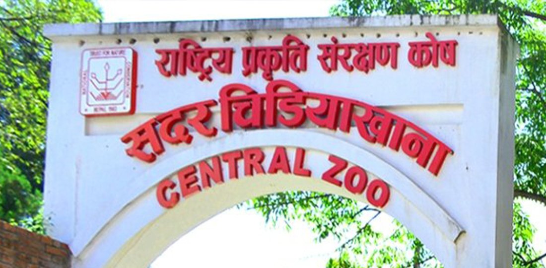 बर्ड फ्लु संक्रमण लुकाएको आरोपमा चिडियाखाना प्रमुख साह छानबिनमा